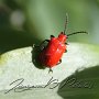 Lily beetle on the look # 2